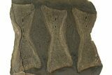 Fossil Ichthyosaur Vertebrae In Cross-Section - England #351242-1